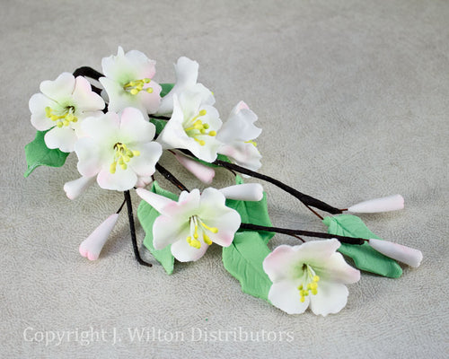 CHERRY BLOSSOM WHITE w/ PINK